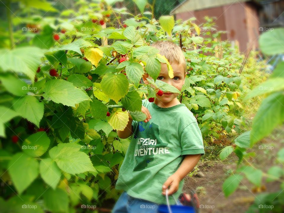 Tending the Berry Garden