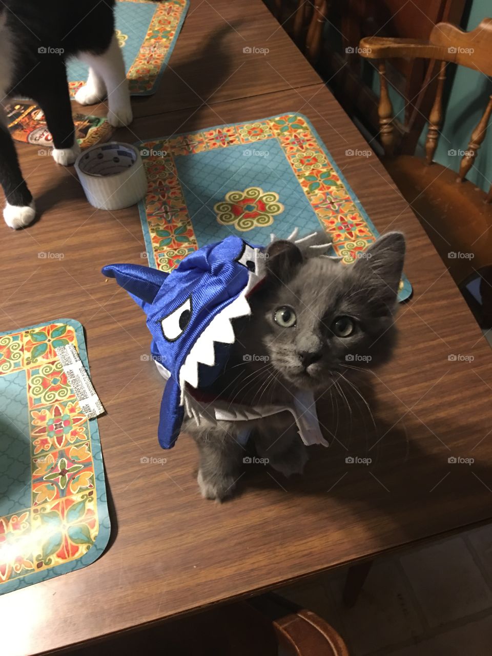Small grey kitten in a shark costume for Halloween