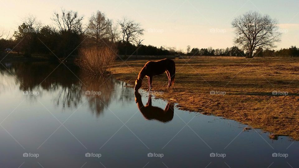 Sorrel Horse Reflection