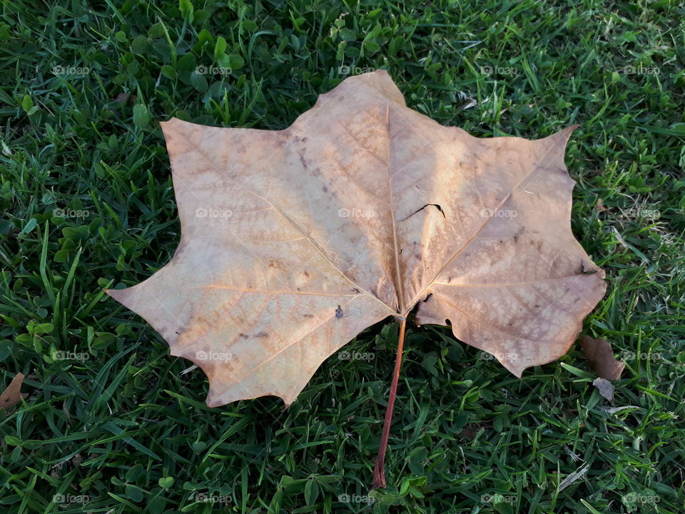 Leaf on the grass