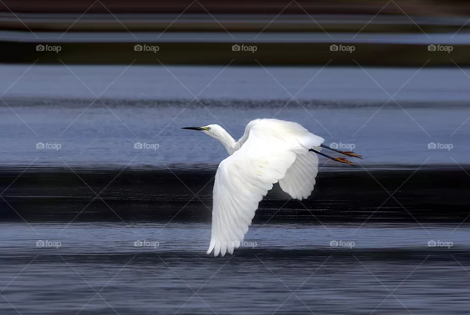 white heron