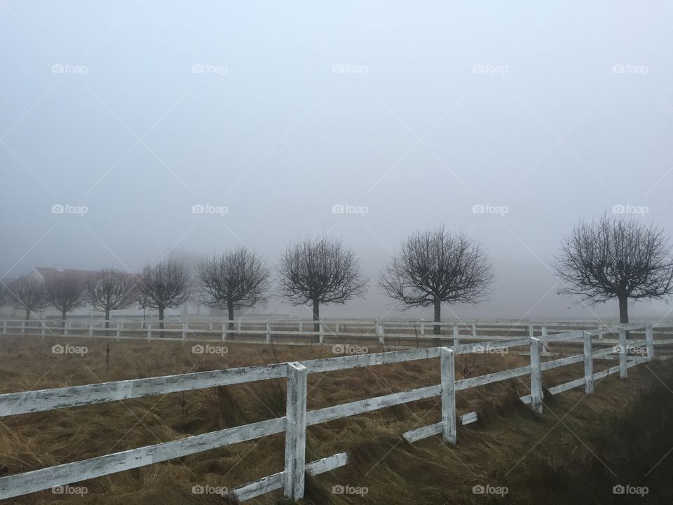 Fences and trees in the fog