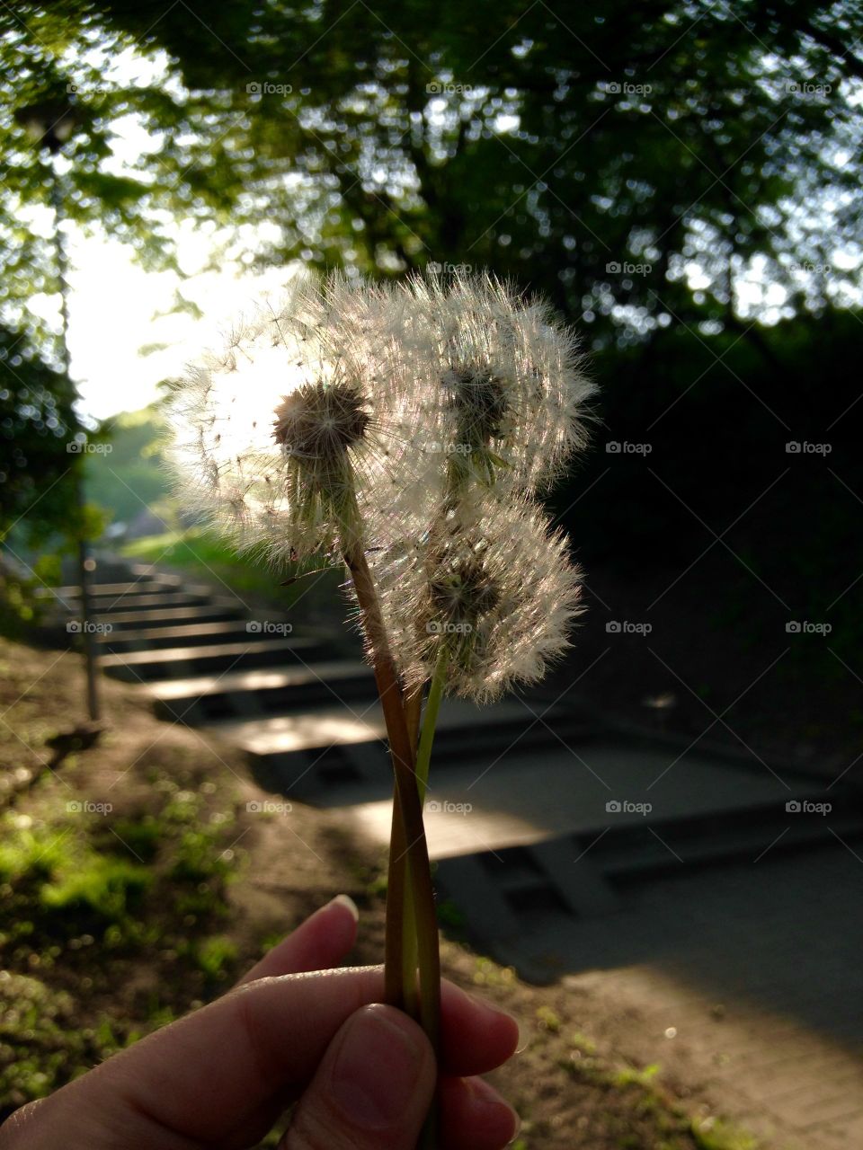 Flowers in the hand 