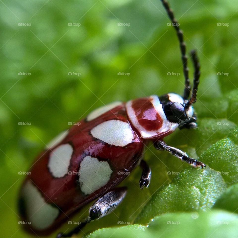 Ladybird