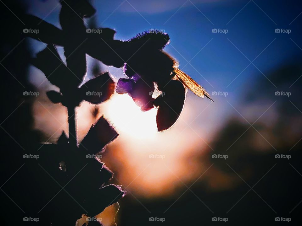 Pollinating bee silhouette at sun down