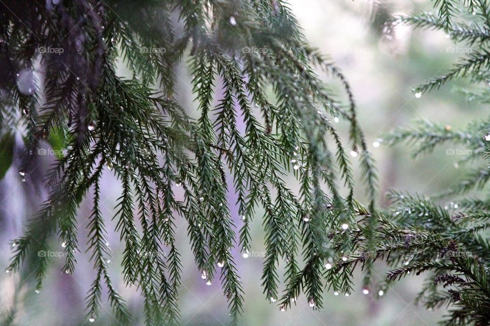 pine needles dripping