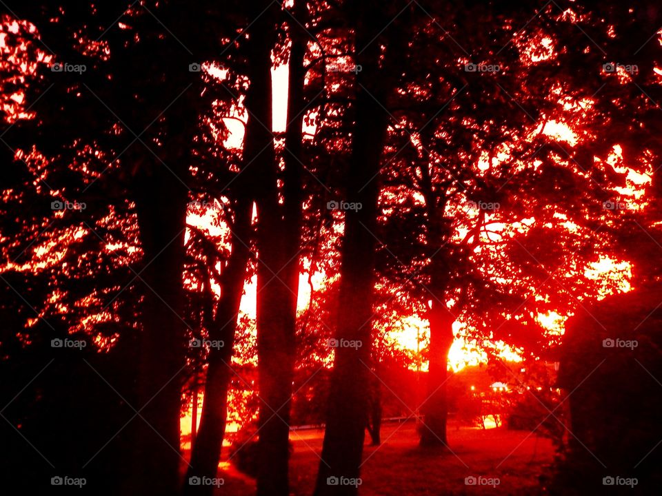 Sunset from the trees