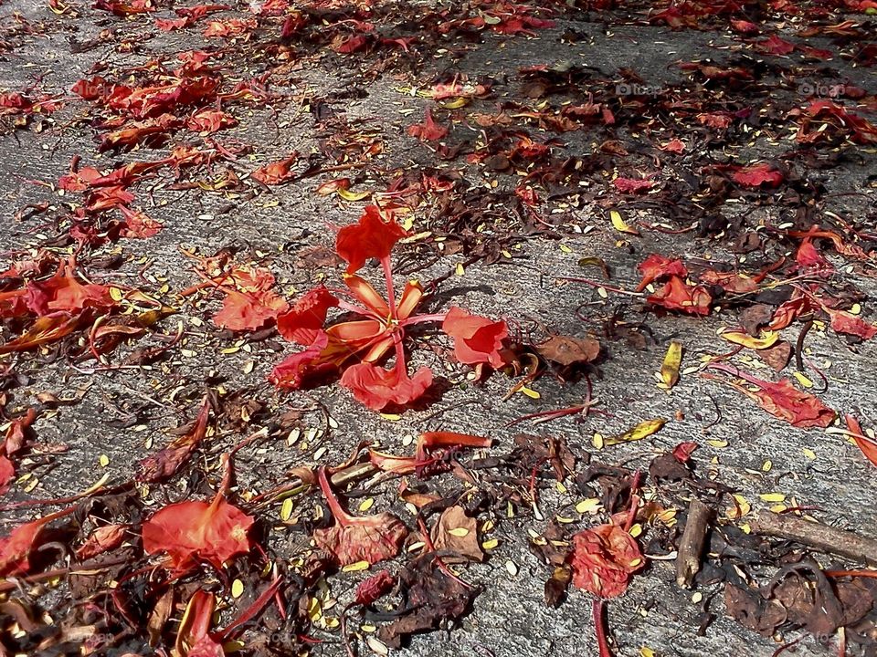 Fallen flowers from Flamboyan tree