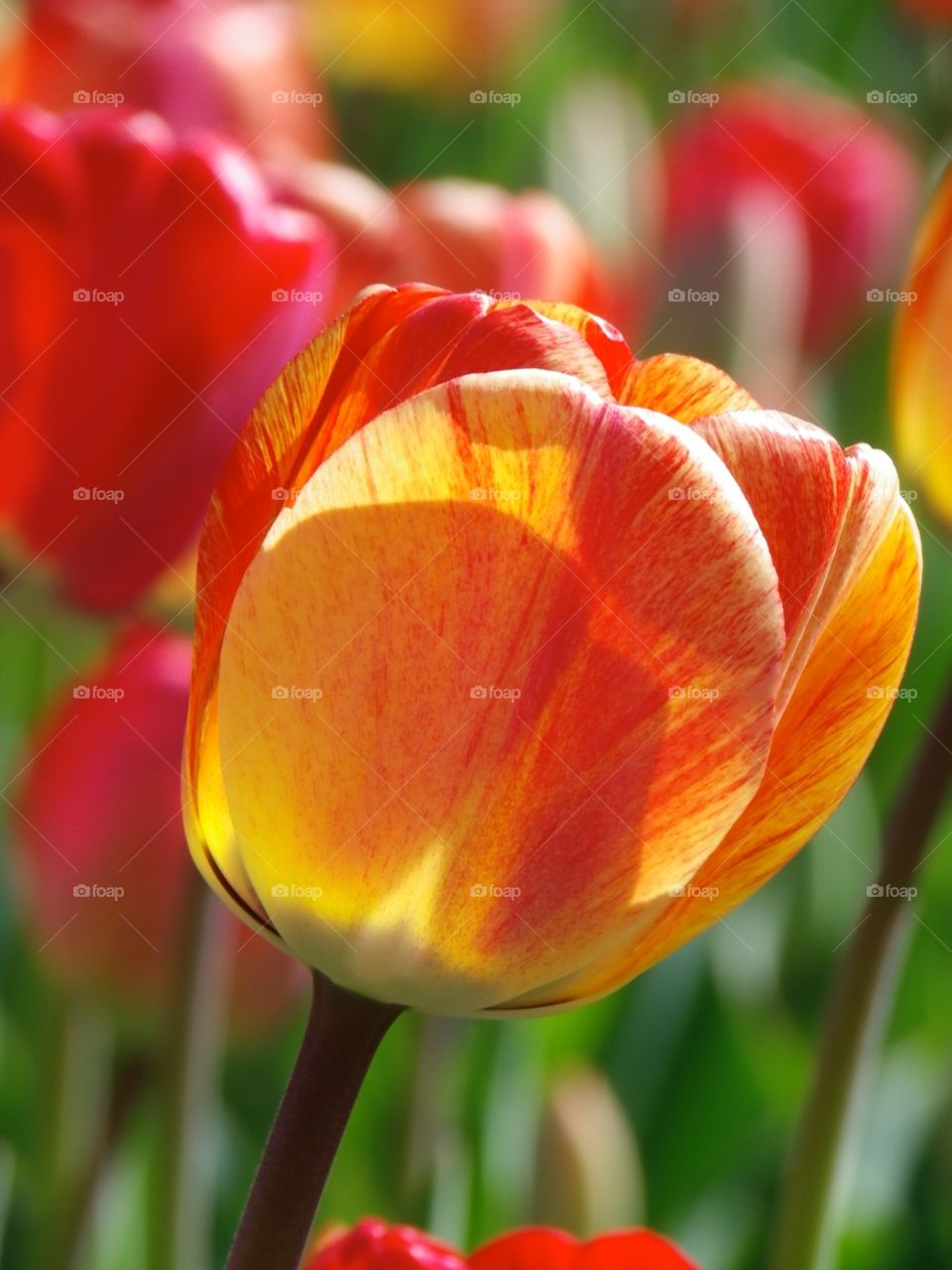 Sunny Tulips. Closeup of a yellow and red tulip in a sun drenched garden