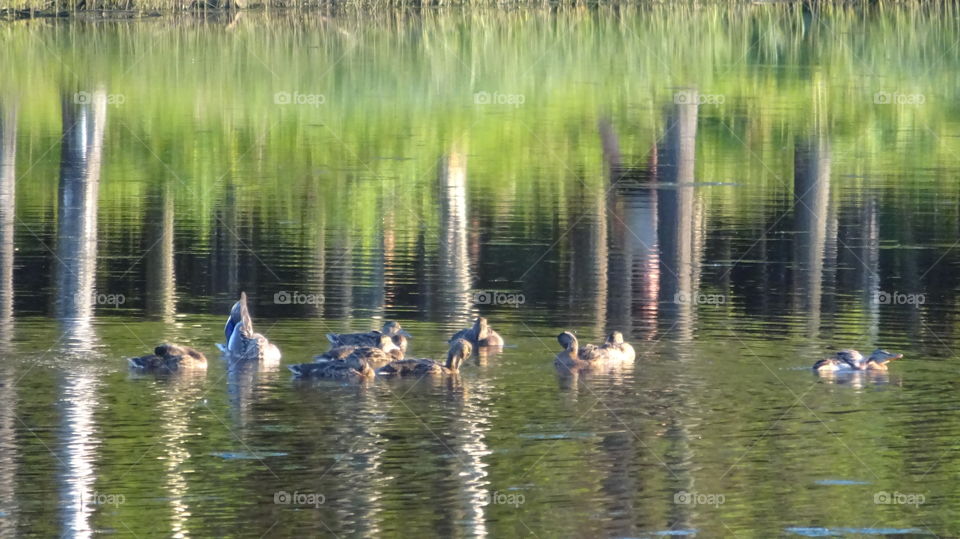 wild ducks on vacation on the water