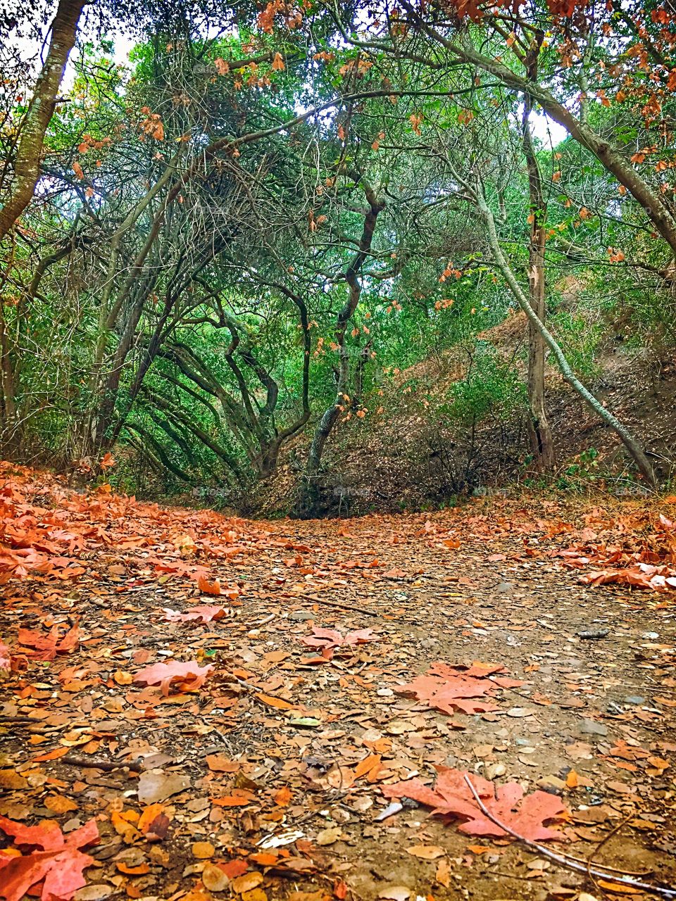 Colorful trail . The beautiful hiking trail on our morning hike. 
