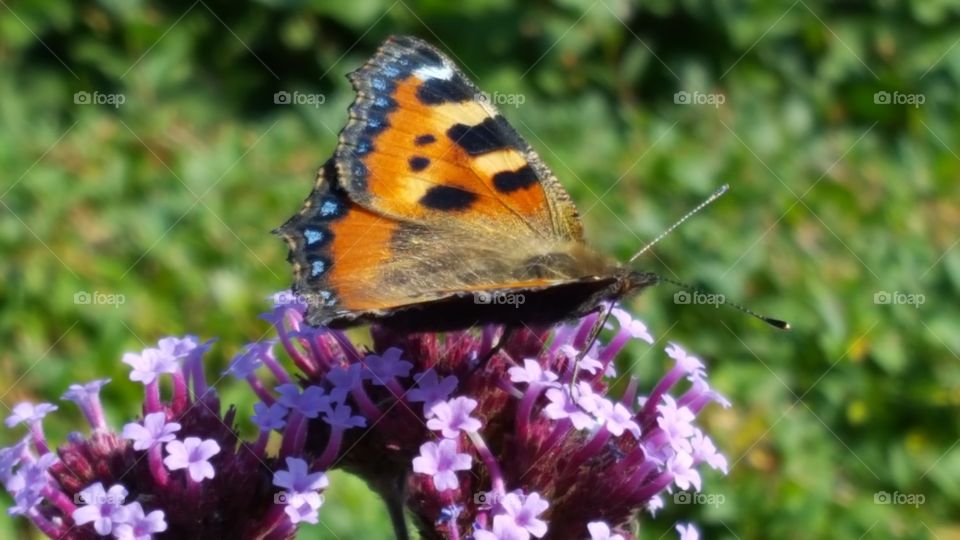 Orange butterfly with spots