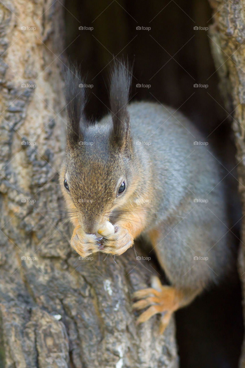 Squirrel