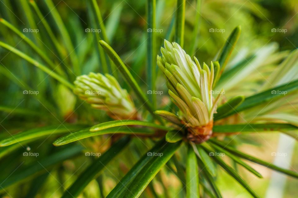 Larches are deciduous conifers in the genus Larix, of the family Pinaceae, subfamily Laricoideae