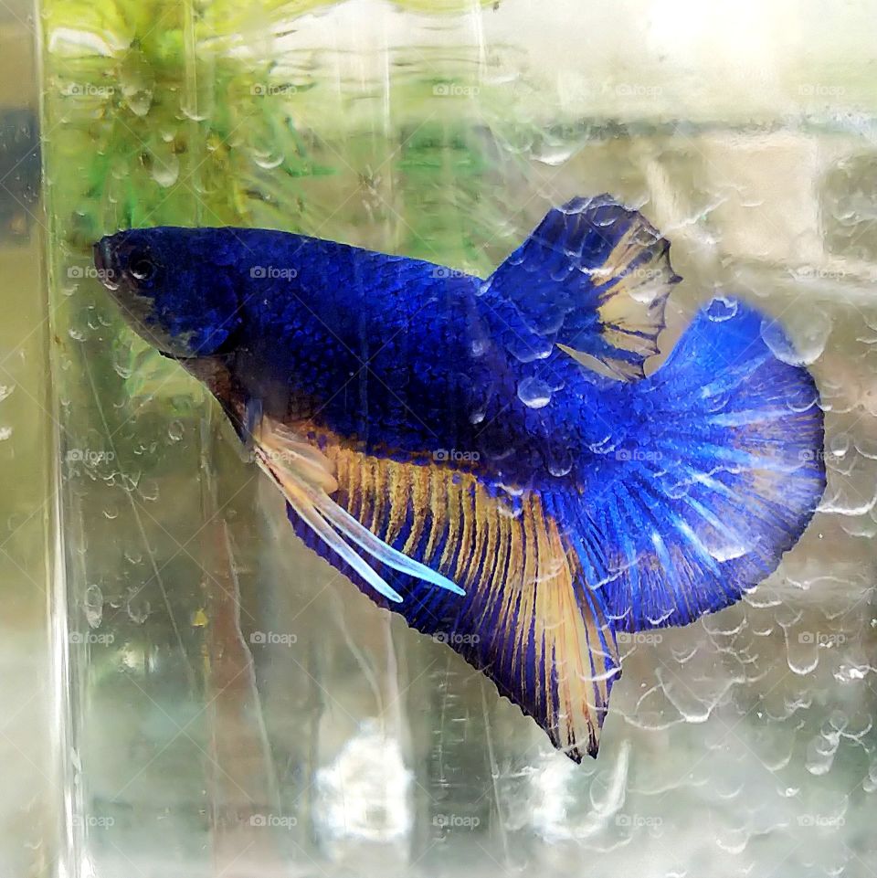 Betta fish.