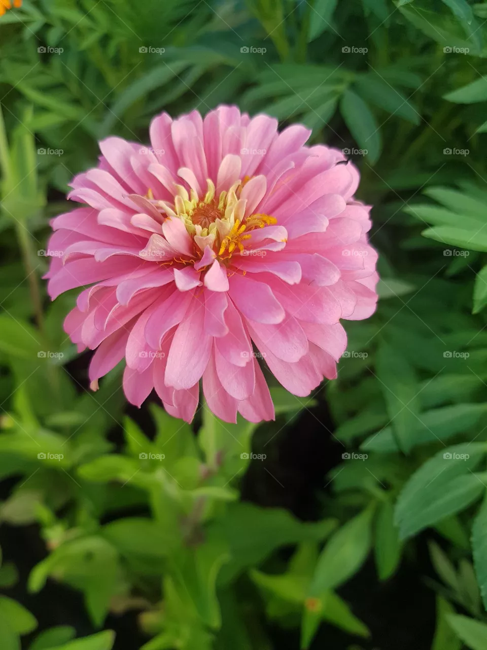 ENJOY-ZINNIA