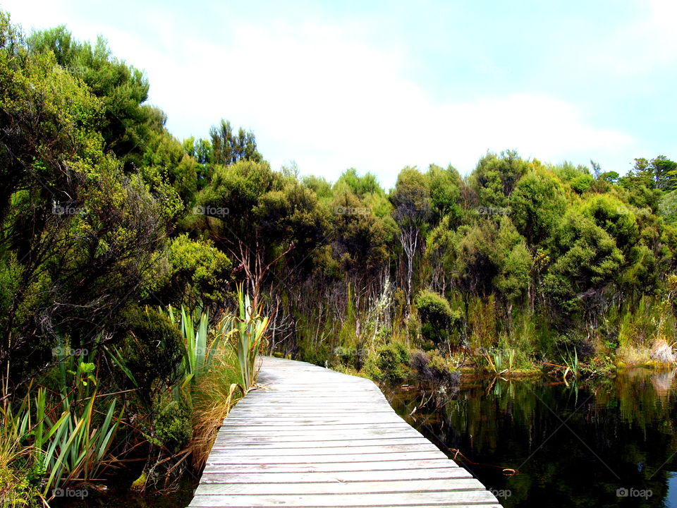 forest with a hiking path next to a lake