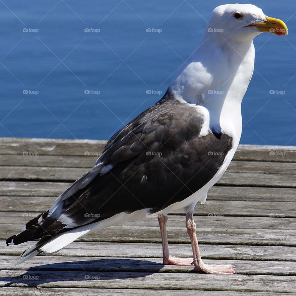 Gull digesting. He just ate a flatfish - all at once'