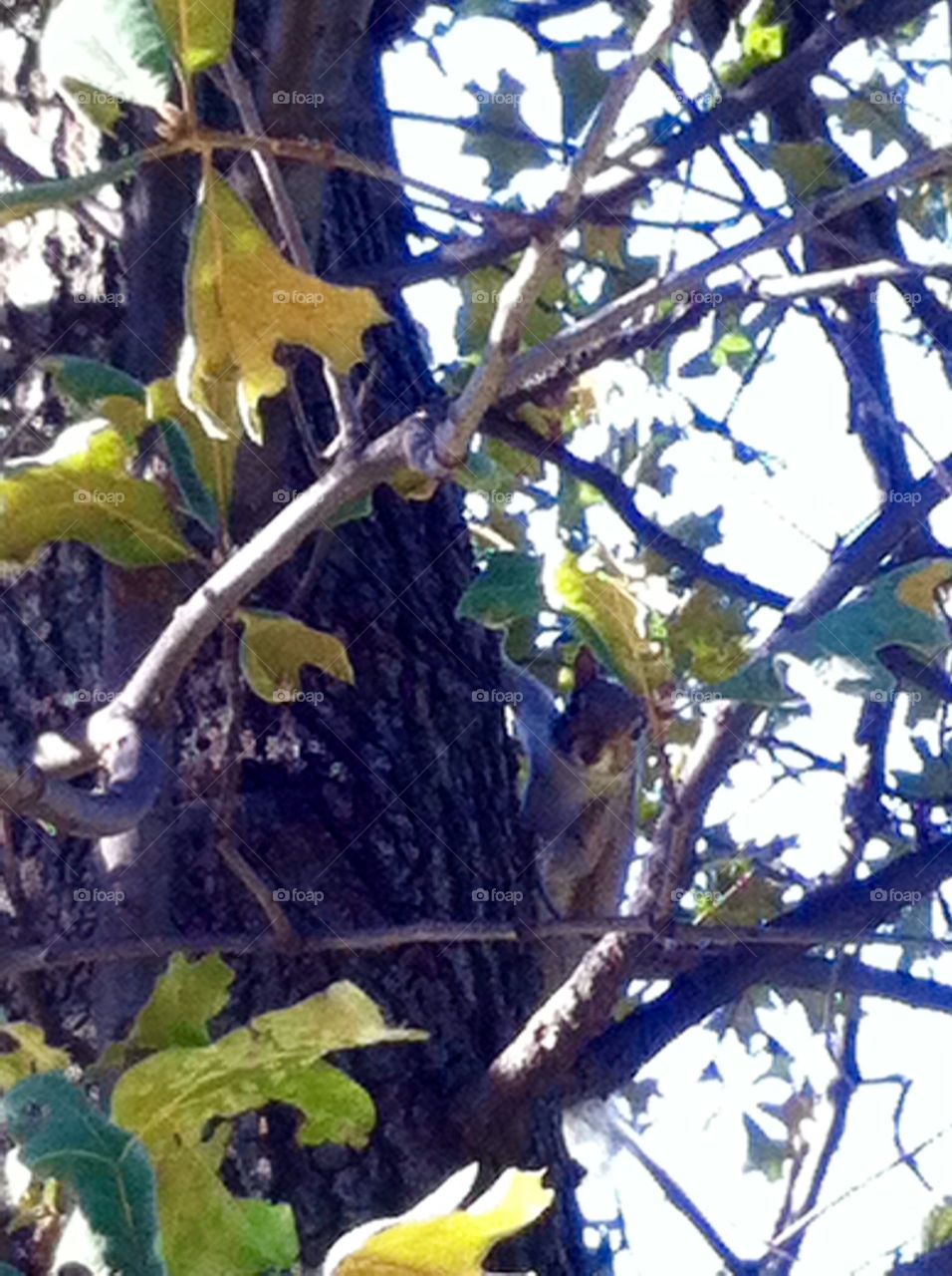 Tree, Nature, Outdoors, No Person, Wildlife