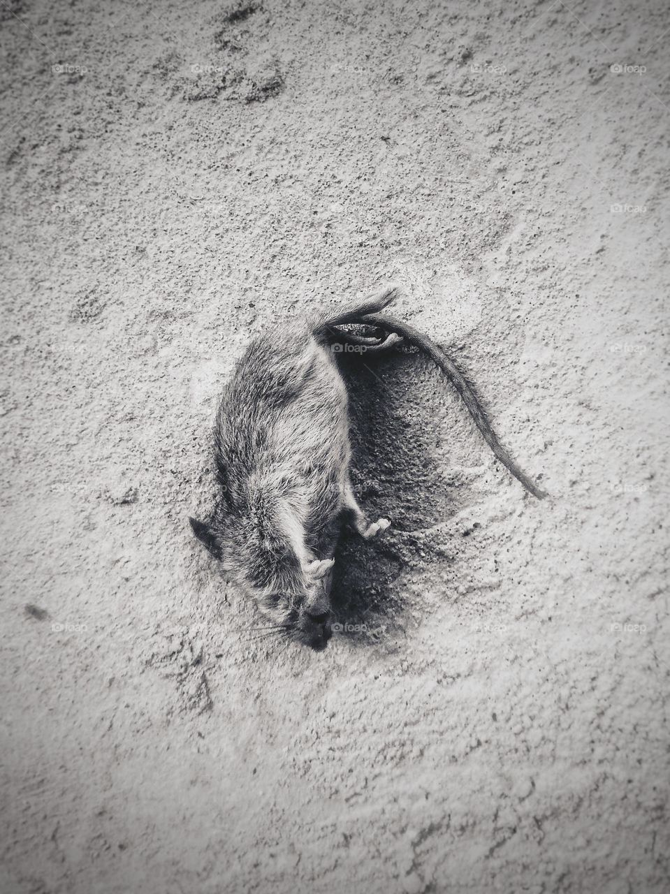 Mouse