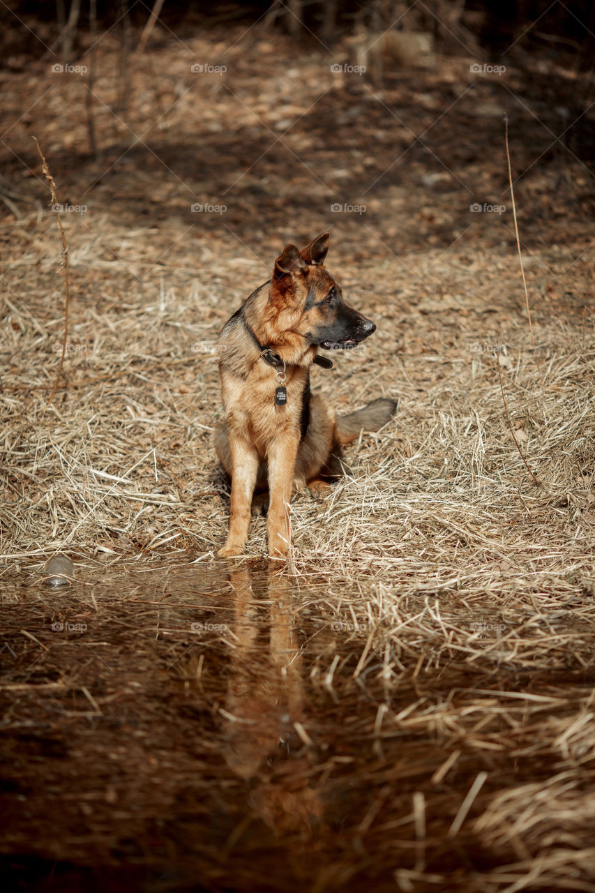 German shepherd young male dog walking outdoor at spring day