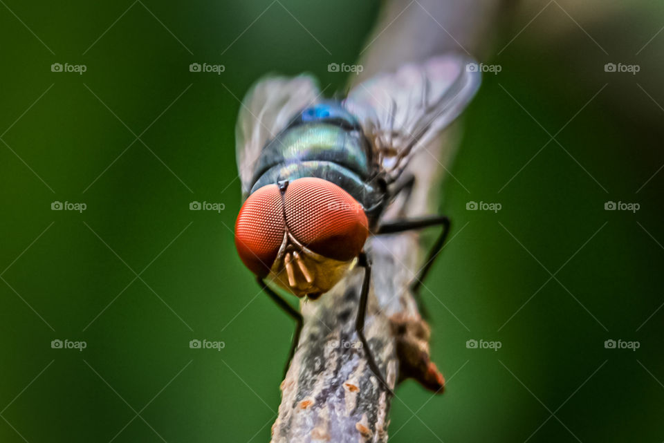 A fly perched on a branch.