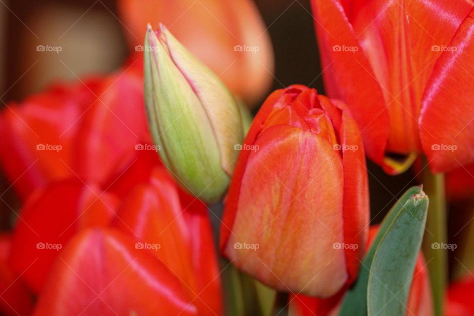 Tulips