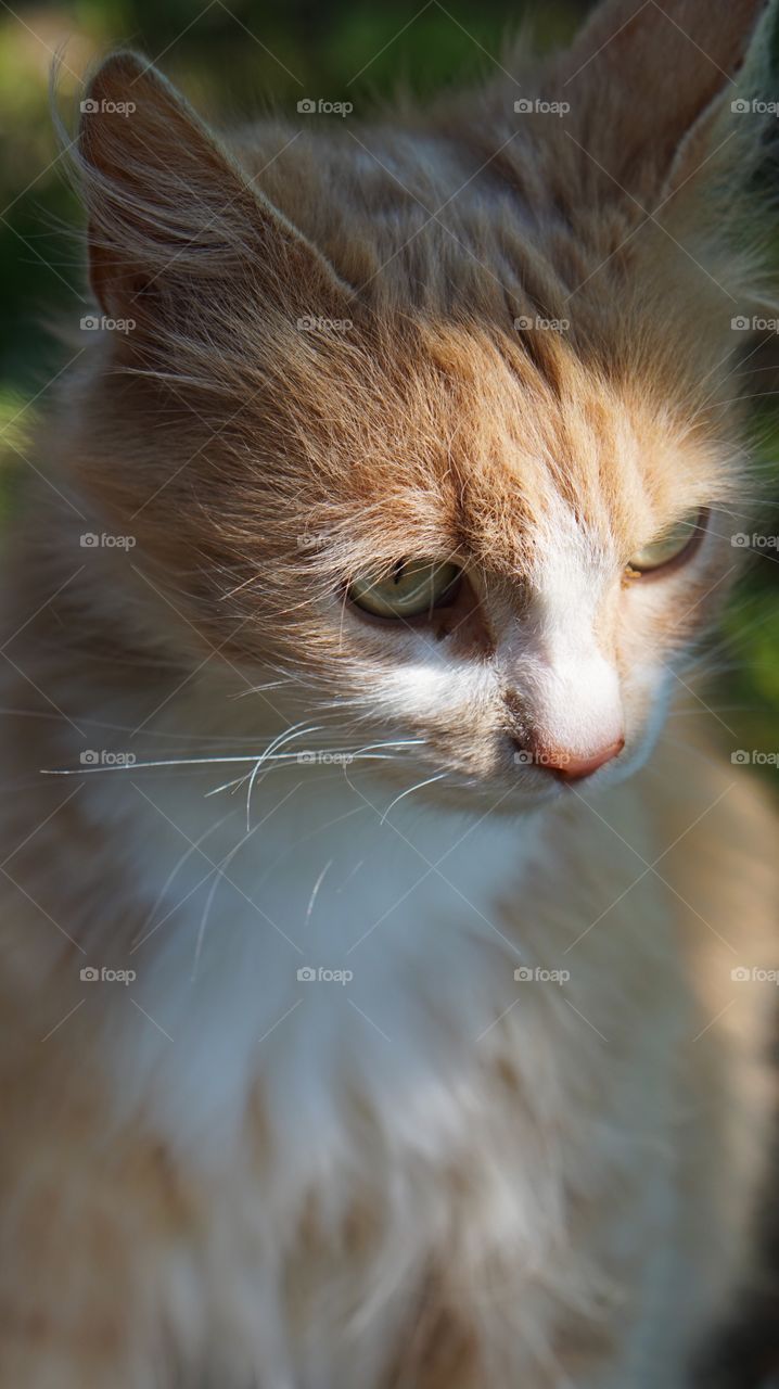 Cat, Eye, Cute, Animal, Fur