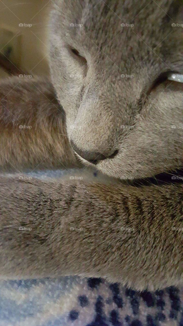 cute cats pet sleeping mammal nose domestic