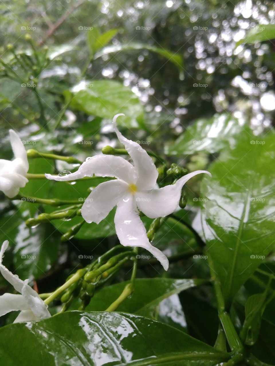 white flower