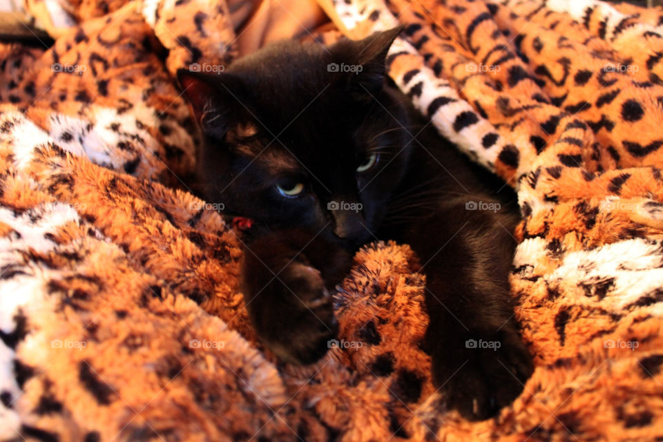 black cat sleeping pet by rudestar