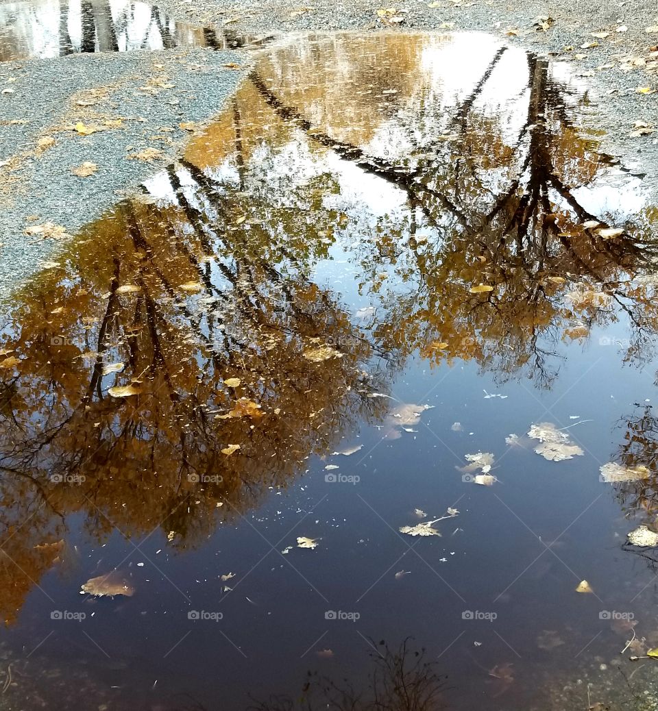 Autumn Trees in a Puddle with Floating Leaves