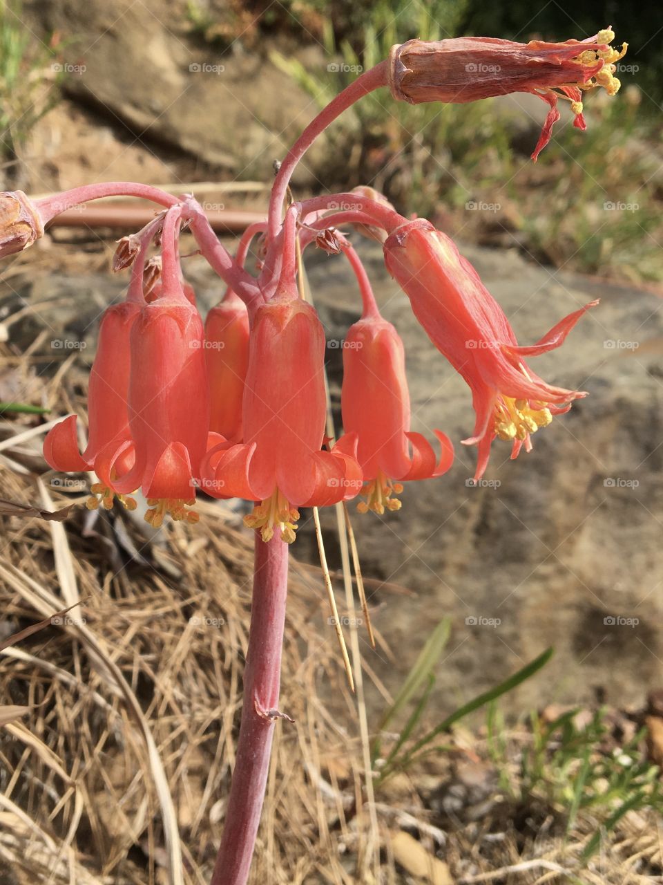 Succulent flowers as trumpets 