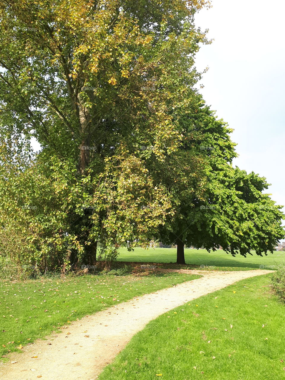 No Person, Tree, Nature, Leaf, Landscape