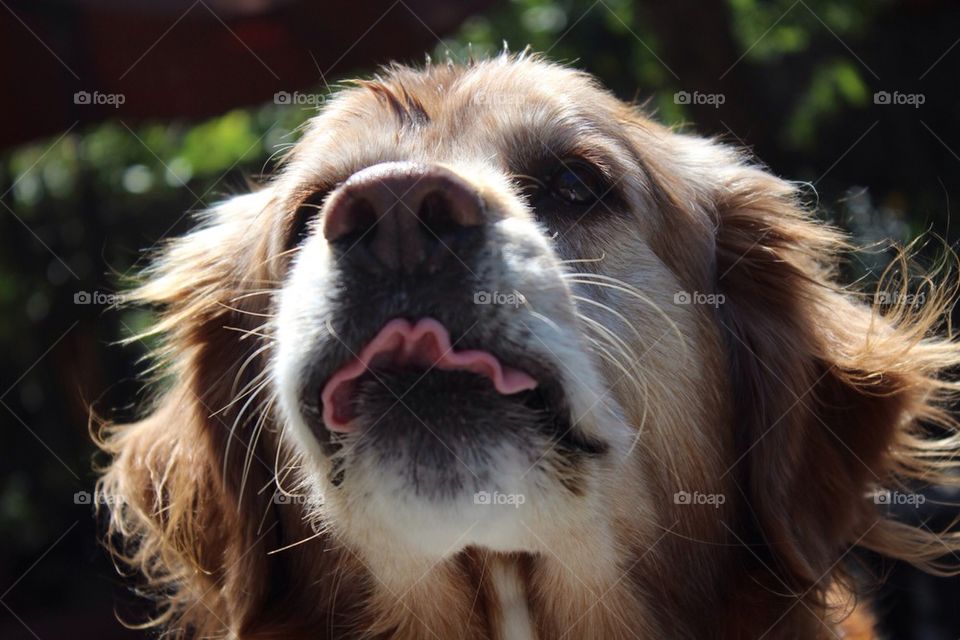 Crazy Tongue Dog