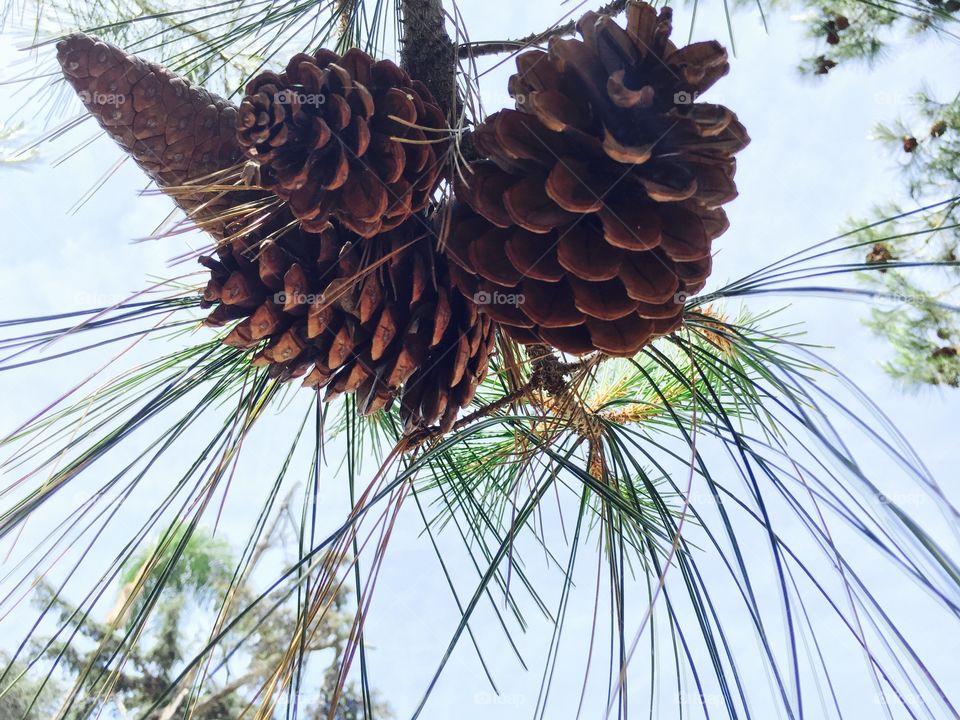 Tree Cones