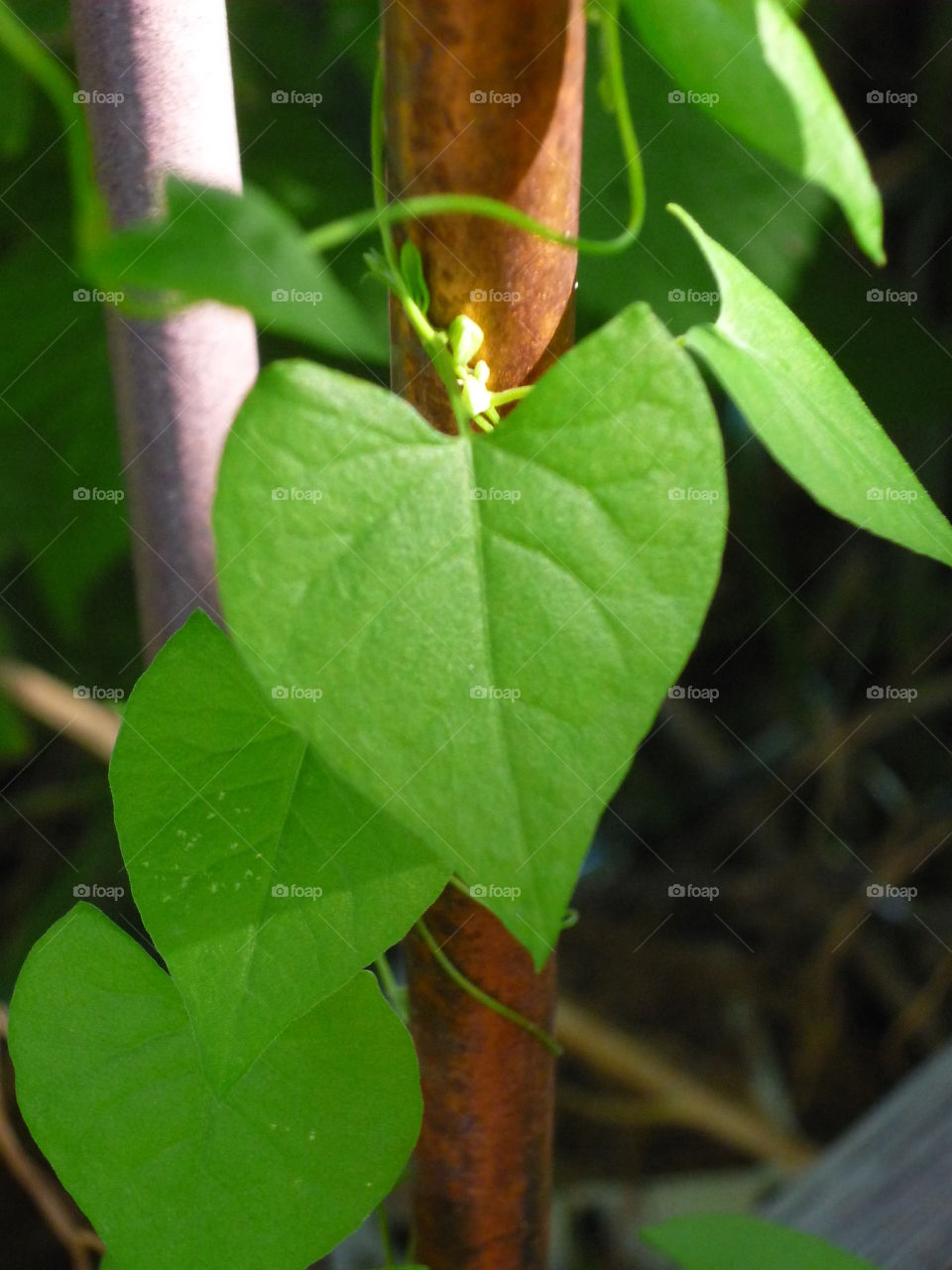heart shaped green leaves on the vine