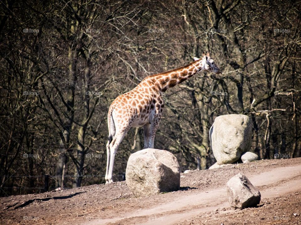 Giraffe. Giraffe in a zoo