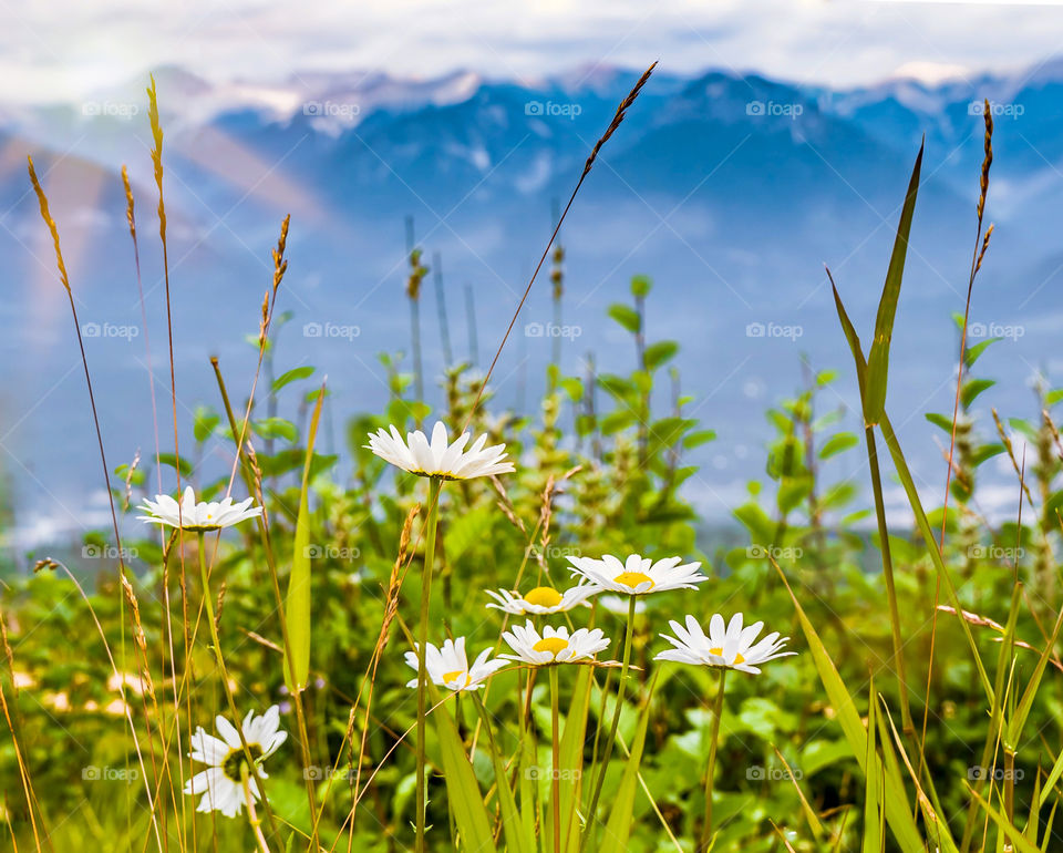 Daisies, long grasses and sun beams in front of mountain backdrop 
