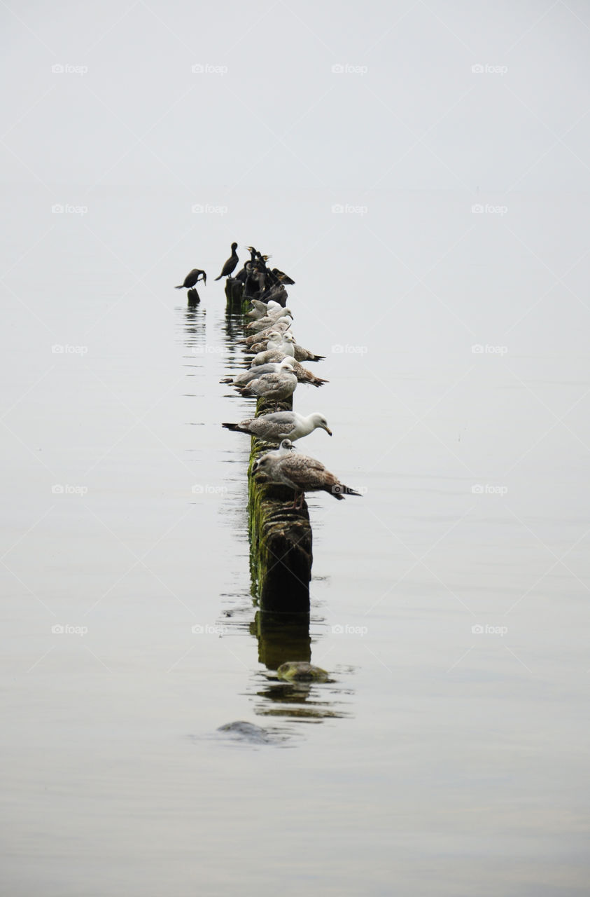 grey day with seabirds