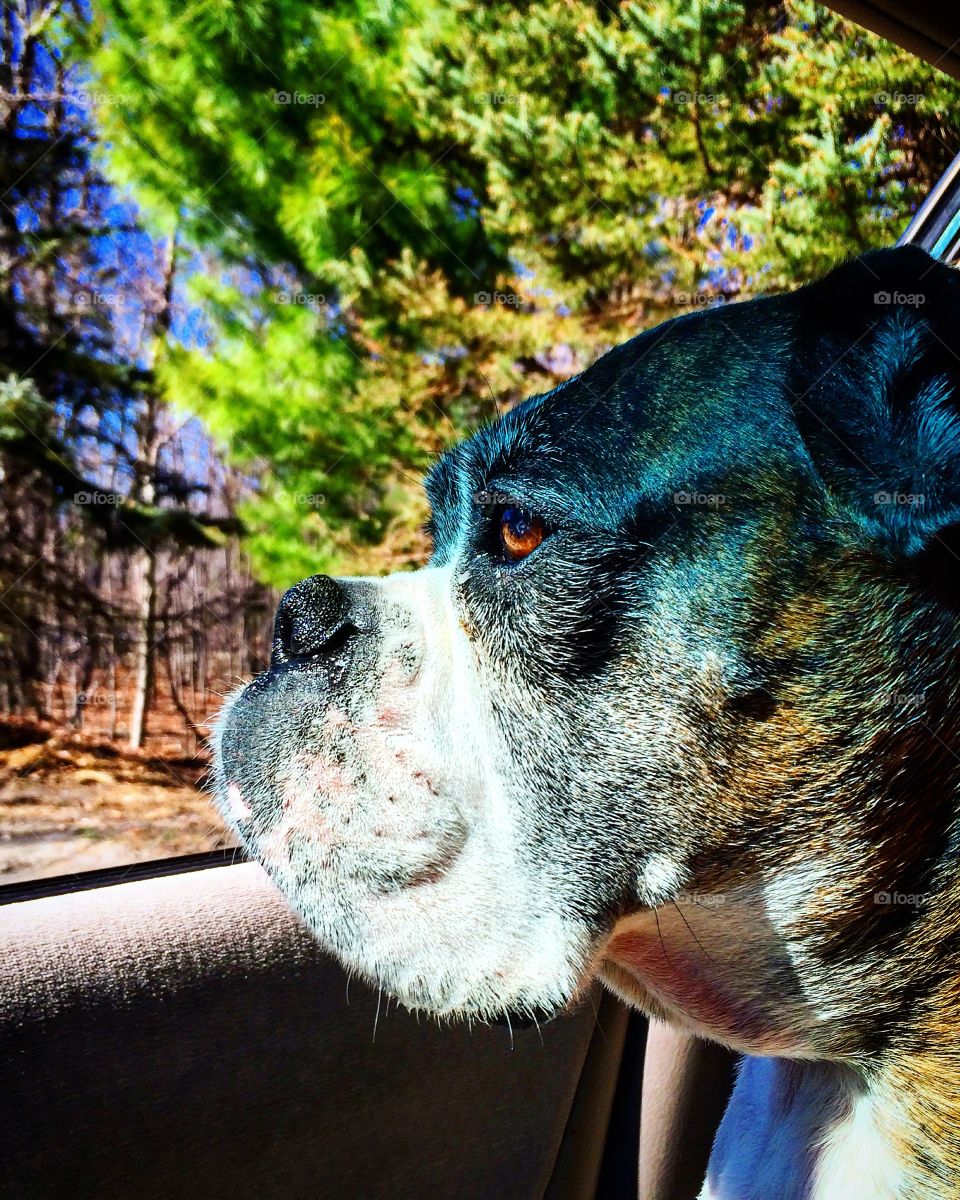 10 year old Boxer in a car looking out the window with the sun hitting her eyes and a bright spring tree in the background, Portrait