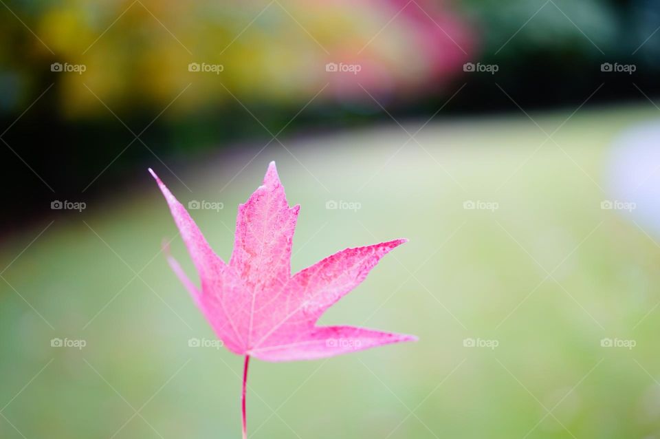 One Pink leaf in autumn season