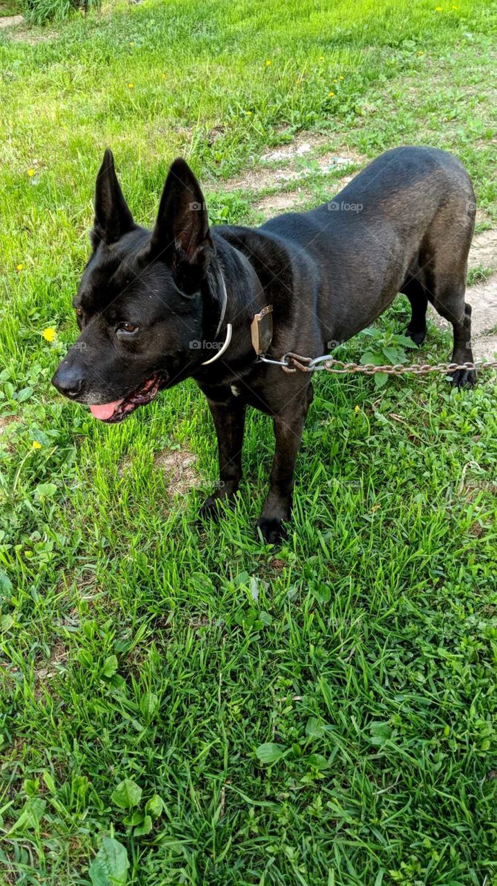 Big black dog looking in the distance