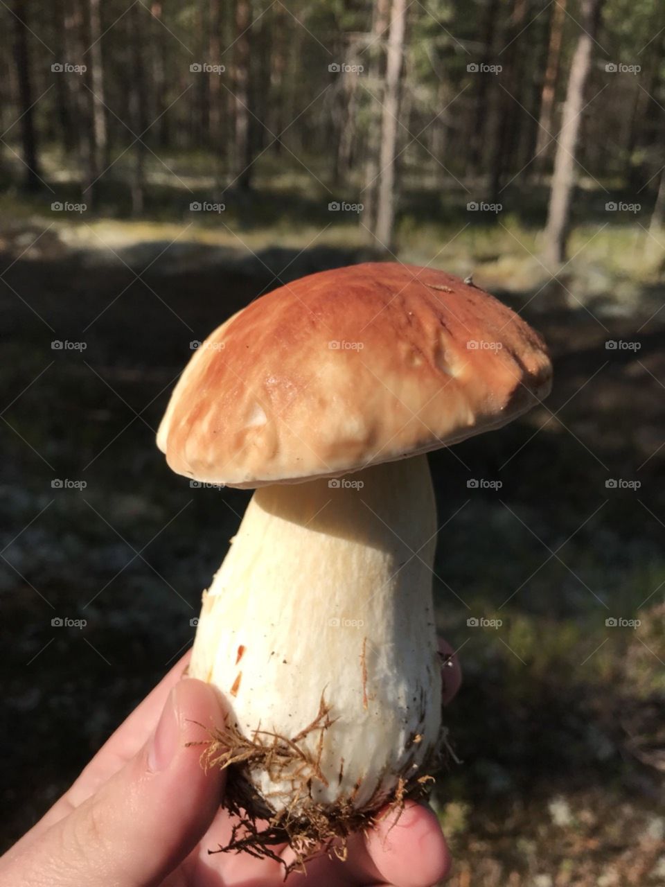 белый гриб, север природа, лес