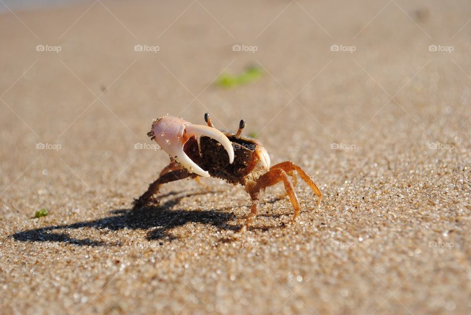 Crab