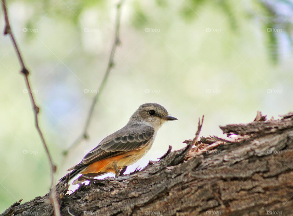 female Vermilion flycatcher