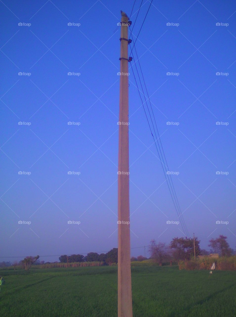 Pole in the fields