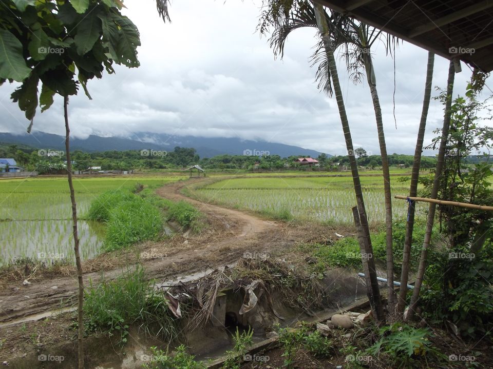 Rice paddy scenery