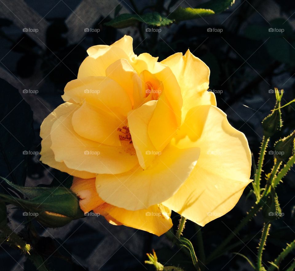 Golden Hour Mission. Rose blossom glowing in the last of the days light. Took a hit with a bad winter but still bloomed real pretty.