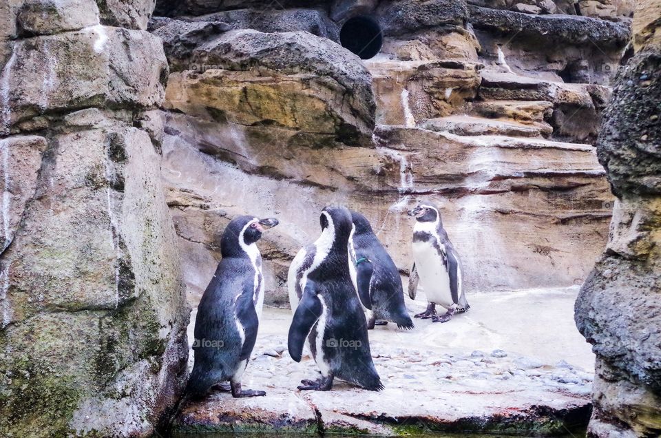 Penguin gang 